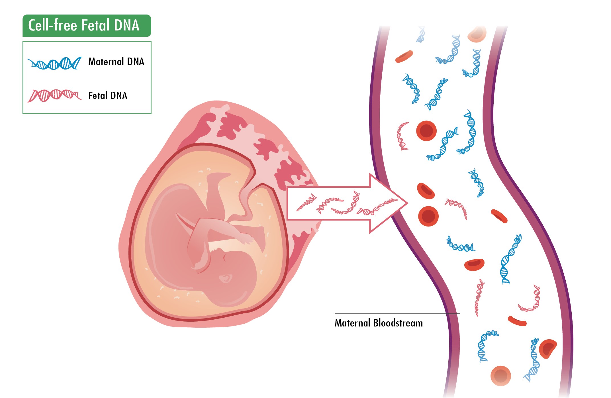 how does fetal dna testing work